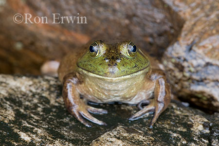 Bullfrog