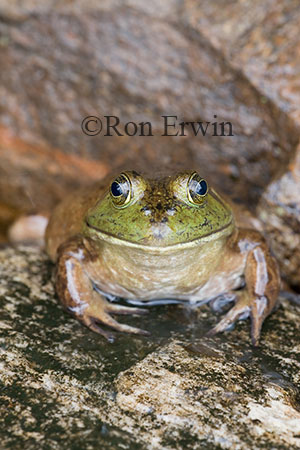 Bullfrog