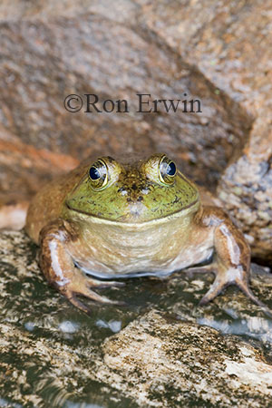 Bullfrog