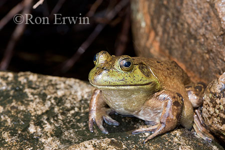 Bullfrog