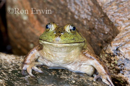 Bullfrog