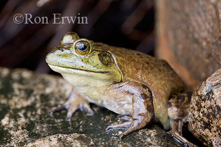 Bullfrog