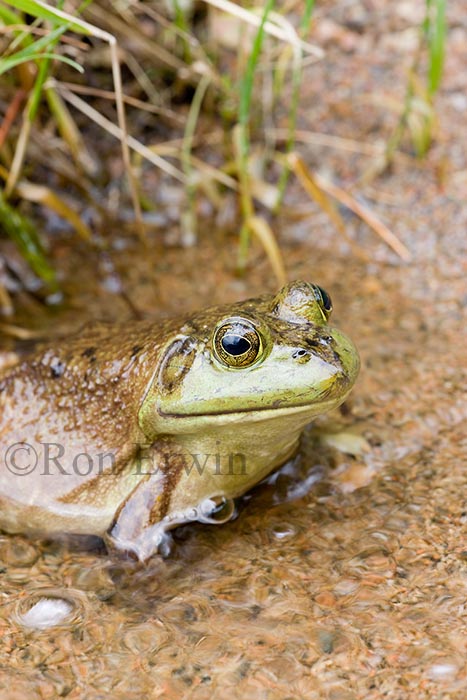 Bullfrog