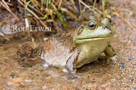 Bullfrog