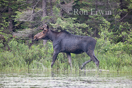 Bull Moose