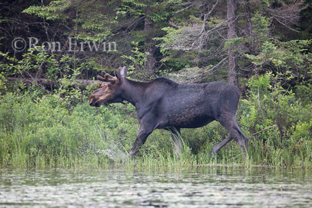 Bull Moose