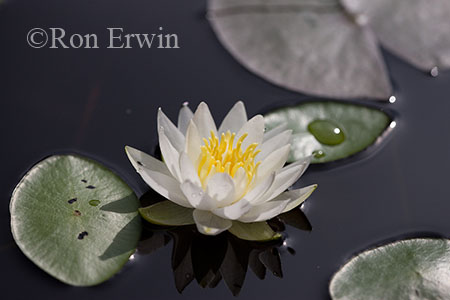 Water Lily