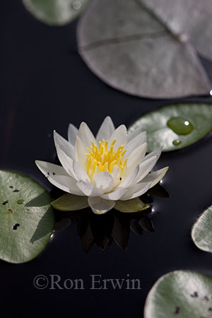 Water Lily
