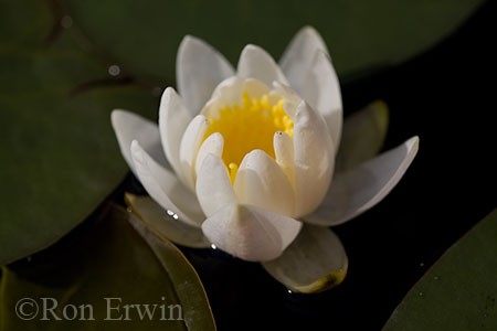 Water Lily