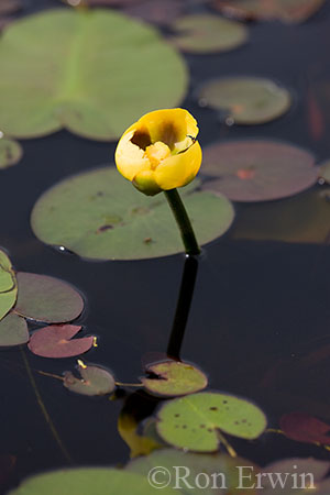 Yellow Pond Lily