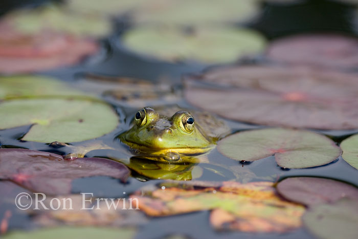 Bullfrog