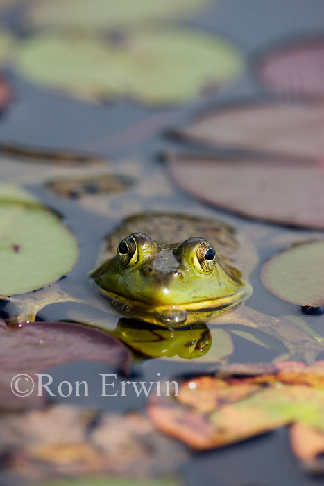 Bullfrog