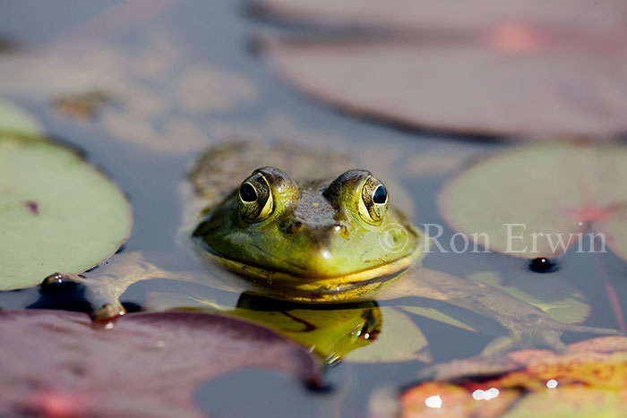 Bullfrog