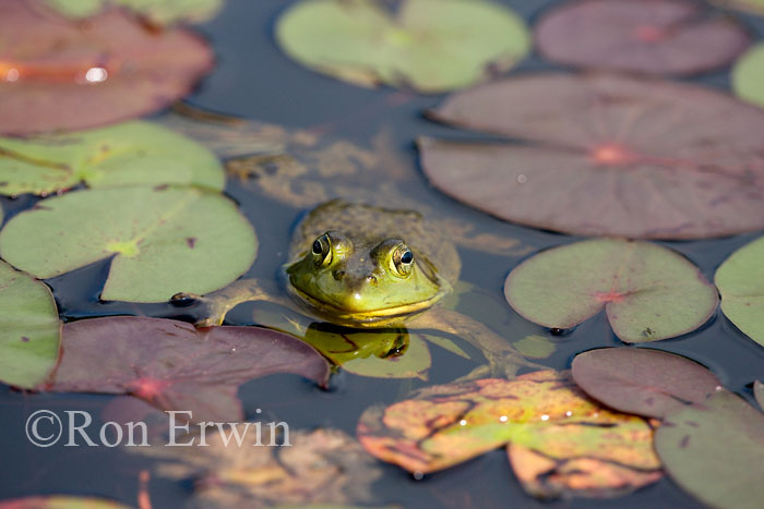 Bullfrog