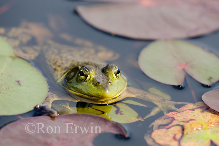 Bullfrog