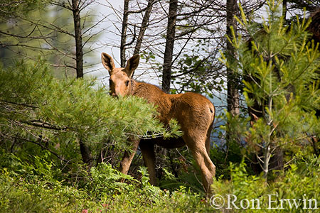 Calf Moose
