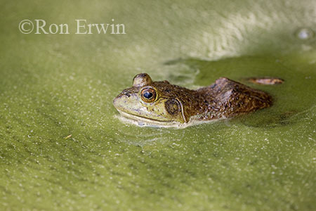Bullfrog