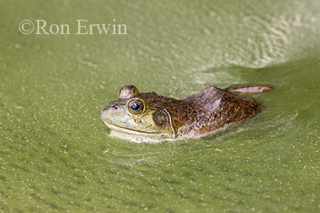 Bullfrog