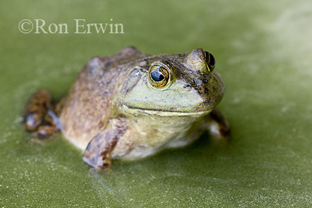 Bullfrog