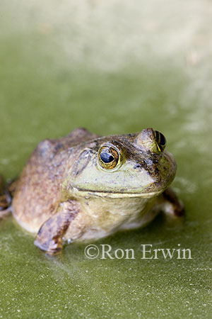 Bullfrog
