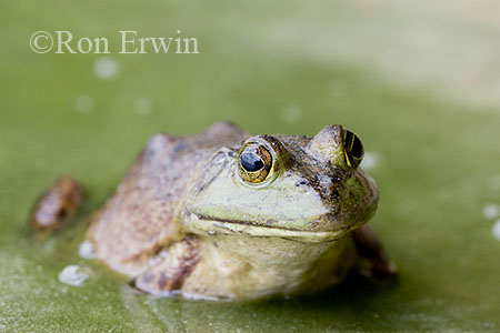 Bullfrog