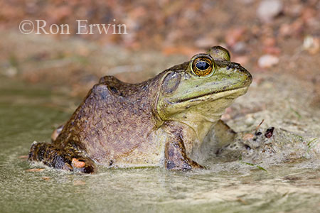 Bullfrog