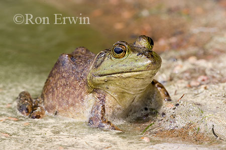 Bullfrog