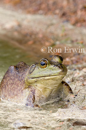 Bullfrog