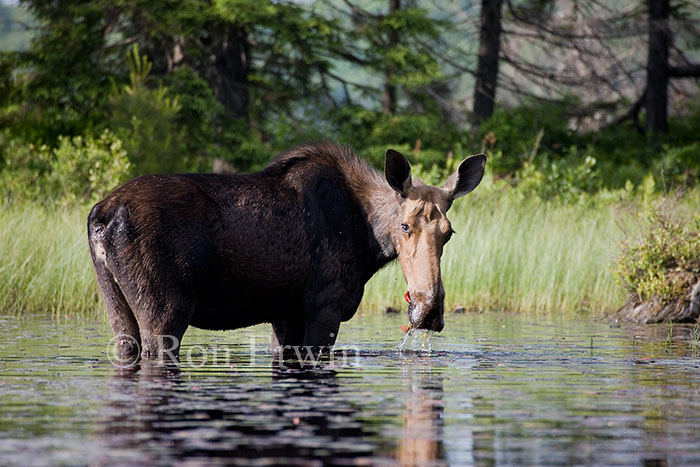 Moose