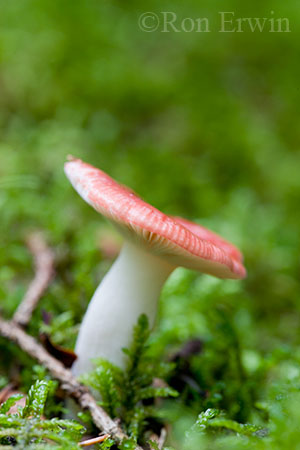 Russula Paludosa Mushroom