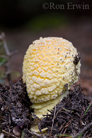 Fly Agaric