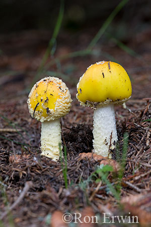 Fly Agaric