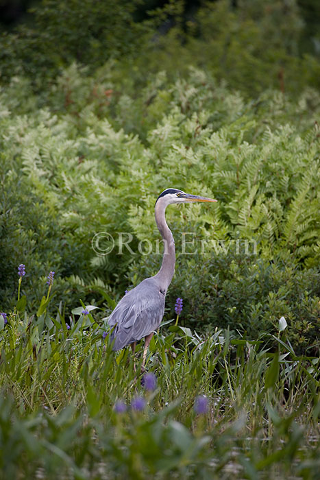 Great Blue Heron