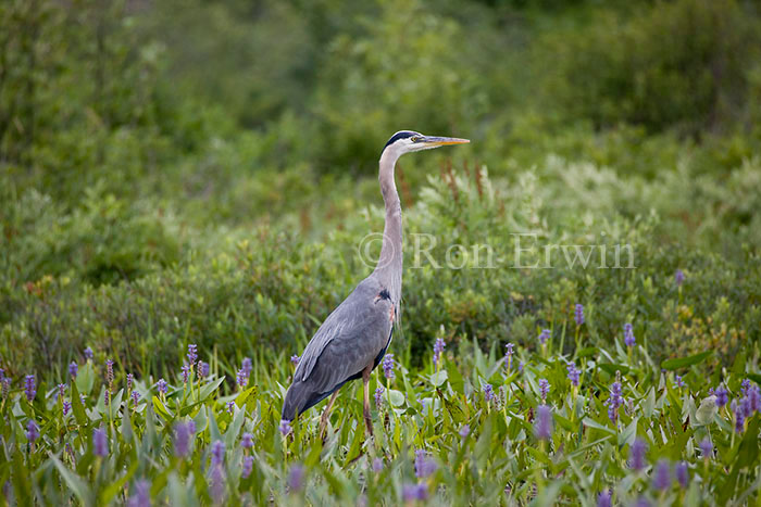 Great Blue Heron