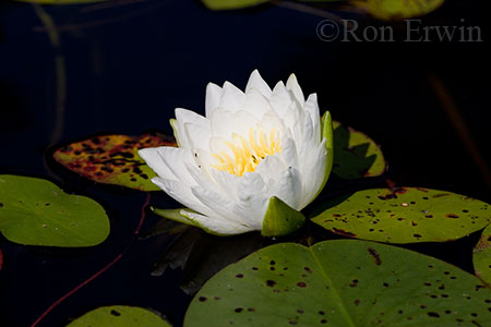 Water Lily