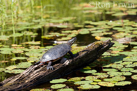 Midland Painted Turtle