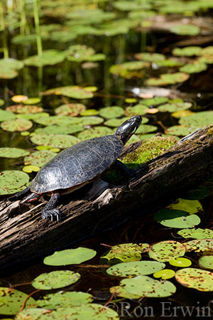 Midland Painted Turtle