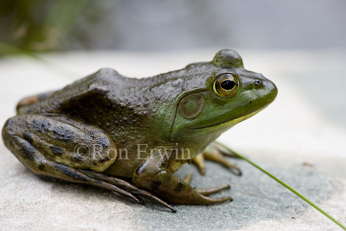 Bullfrog