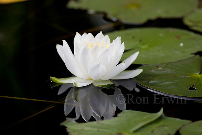 Water Lily