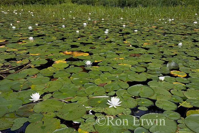 Water Lily