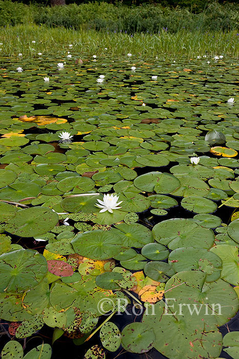 Water Lily