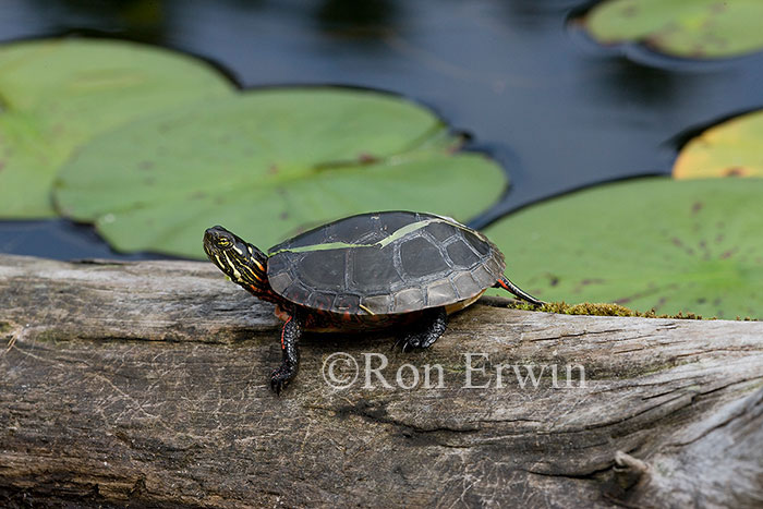 Midland Painted Turtle