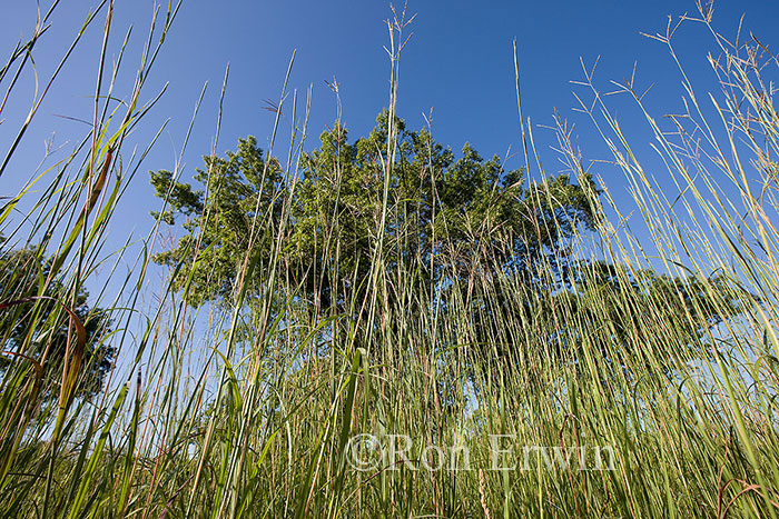 Big Bluestem