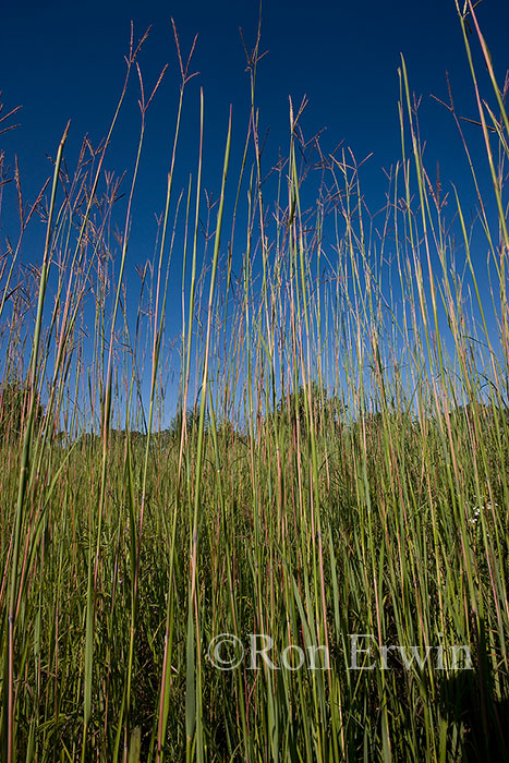 Big Bluestem