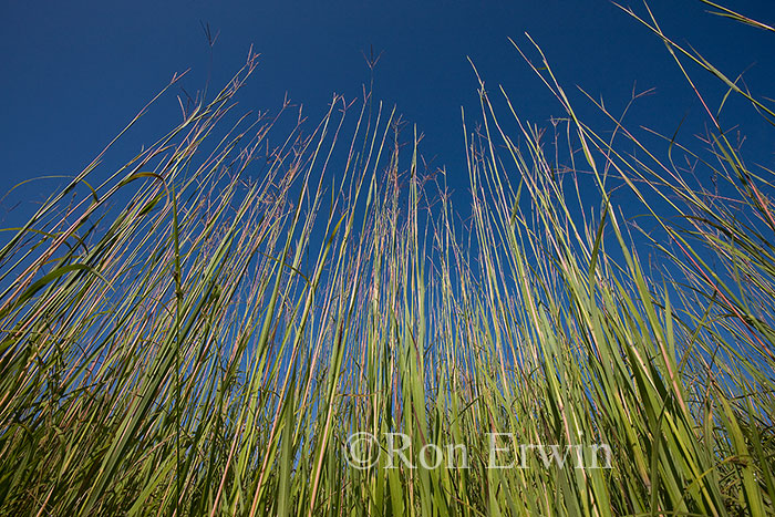 Big Bluestem