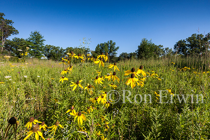 Grey-headed Coneflowers