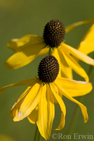 Grey-headed Coneflowers