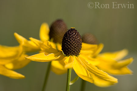 Grey-headed Coneflowers