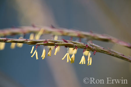 Big Bluestem Grass