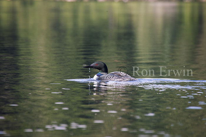 Common Loon